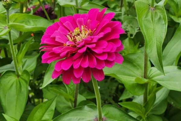 A colorful patch of zinnias, a beautiful and completely dog-safe flower that attracts butterflies.]