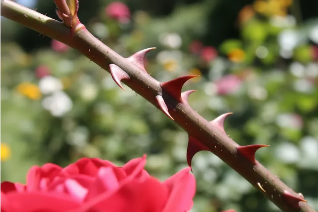 A close-up showing the sharp thorns on a rose stem, highlighting the main physical danger roses pose to dogs.