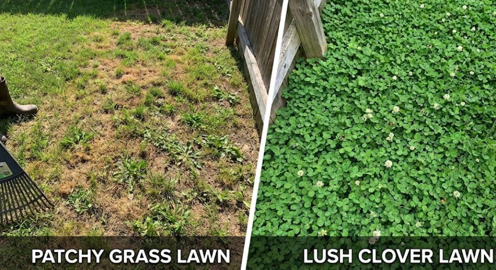 Comparison of expensive grass sod versus budget-friendly clover ground cover for dogs.